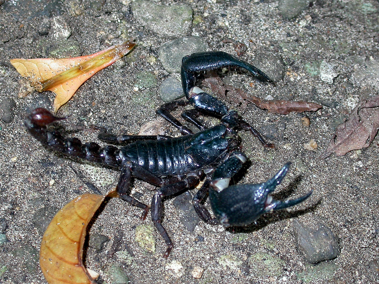 Javanimecus cyaneus